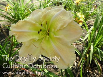 Daylily My Cup Overflows